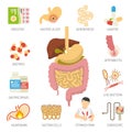 Digestive System Icons Set