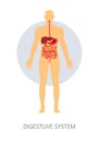 Digestive system isolated anatomy intestines stomach and liver