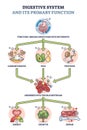 Digestive system and its primary function for metabolism outline diagram