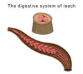 The digestive system of leech Royalty Free Stock Photo
