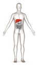 Digestive system - liver