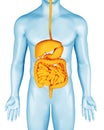 Digestive system on man anatomical 3d body illustration. Stomach, intestines and other internal organs.