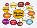 Digestive system mind map, health concept for presentations and reports