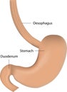 The Stomach and Oesophagus