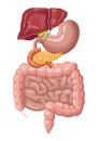 digestive system realistic organs Royalty Free Stock Photo