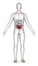 Digestive system - small intestine