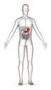 Digestive system - stomach red