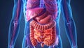 Digestive system visualization showing stomach intestines and liver with clear medical labels info Royalty Free Stock Photo