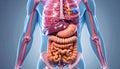 Digestive system visualization showing stomach intestines and liver with clear medical labels info Royalty Free Stock Photo