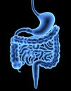 Digestive System / X-ray effect Royalty Free Stock Photo