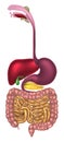 Digestive Tract Alimentary Canal