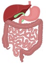 Digestive tract of a human Royalty Free Stock Photo