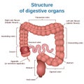 Digestive tract image intestine