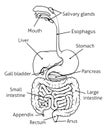 Digestive Tract System Illustration Royalty Free Stock Photo