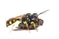 Digger Field Wasp with prey Royalty Free Stock Photo