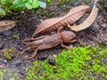 Digger insect on the ground