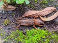 Digger insect active on the ground