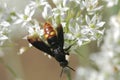 Digger wasp Royalty Free Stock Photo