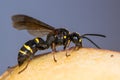 Digger wasp (Argogorytes mystaceus) eating apple