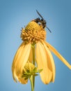 A digger wasp atop a bright yellow flower in the sunlight