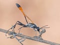 Digger Wasp On Dried Stem