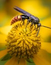 A digger wasp feeding on the top of a yellow daisy flower