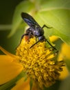 A digger wasp feeds on a bright yellow daisy flower in a meadow