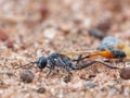 Digger Wasp On Sand Royalty Free Stock Photo