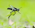 digger wasp Sphex sp. carrying katydid Royalty Free Stock Photo