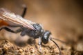 Digger wasps Larra anathema