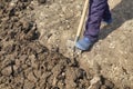 Diggin soil with shovel in vegetable garden