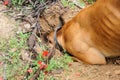 Digging dog, thrust the head into a hole Royalty Free Stock Photo