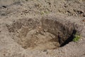 Digging hole in the garden for planting trees