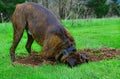 A male brindle boxer with his head in the hole he is digging HDR