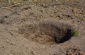 Digging holes in the ground for planting fruit tree sapling in the garden