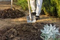 Digging new bed in a garden, legs of gardener woman with a spade Royalty Free Stock Photo