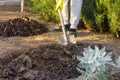 Digging new bed in a garden, legs of gardener woman with a spade Royalty Free Stock Photo