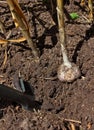 Digging organic garlic (Allium sativum)