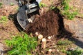 Digging out of trunk and roots with mini excavator. Tree stump removal Royalty Free Stock Photo