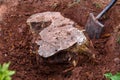 Digging out, uprooting an old tree stump in the garden Royalty Free Stock Photo