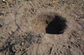 Digging a planting hole 3 times wider than the diameter of the tree`s rootball to plant trees in autumn Royalty Free Stock Photo