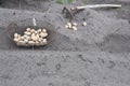 Digging for potatoes with fork for harvesting Royalty Free Stock Photo