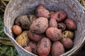 Digging potatoes in the garden. Time of harvest, planting potatoes.