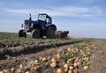 Digging potatoes in large areas_2