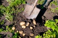 Digging shovel young potatoes