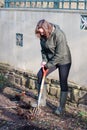 Digging and splitting rhubarb crowns, in order to multiply plants cheaply. Royalty Free Stock Photo