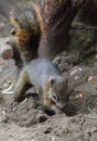 Digging Squirre Royalty Free Stock Photo