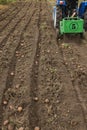 Digging up combs of potato with small tractor.