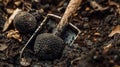 Digging up truffle mushroom in the forest. Selective focus. Royalty Free Stock Photo