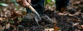 Digging up truffle mushroom in the forest. Selective focus. Royalty Free Stock Photo